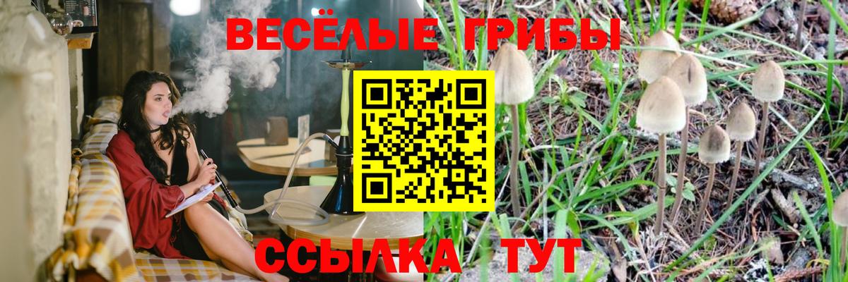 Псилоцибиновые грибы Psilocybe Можга